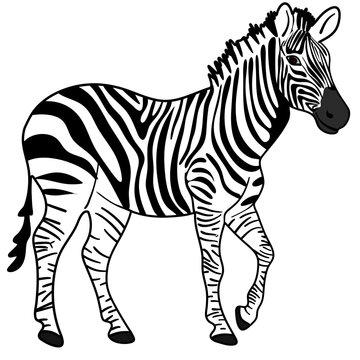 Vector colorful cartooned illustration for children: cute zebra horse