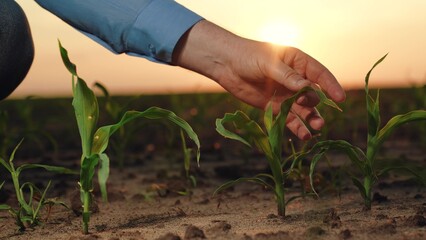 farmer hand touches green corn leaves sunset, corn germ harvest farm dawn field, harvesting,...