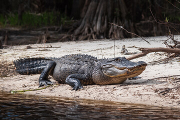 A large alligator on the bank of Fisheating Creek in Florida