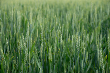 Green ears ripen in the field. Green wheat, rye, barley, cereals