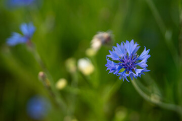 Cornflower flower on a green background. Natural beauty. Big plan
