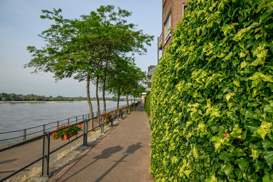 Die Stadt Rees am Rhein