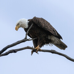 American Bald Eagle in Motion