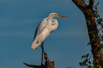 Heron at Blackwater Nature Wildlife Refuge