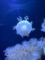 Jellyfish