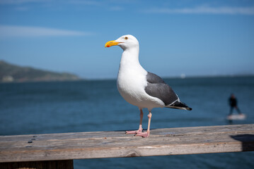 Wings of Freedom: Seagull Perched on Sunlit Balustrade