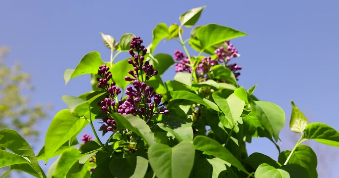 a blooming lilac tree with green foliage in the spring season, lilac foliage and flowers in sunny spring weather