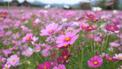 宮崎県西都市西都原古墳群のコスモス