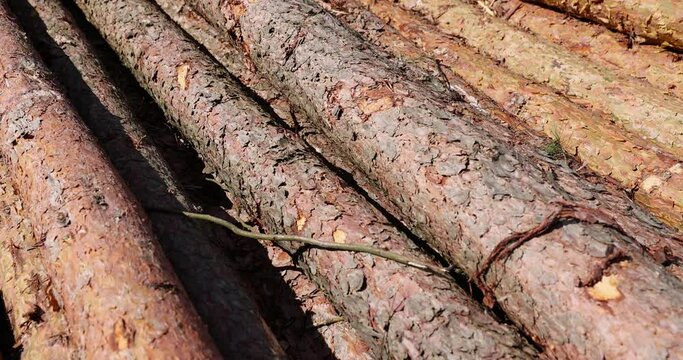 a pile of pine trunks for further processing at a sawmill, sawn pine logs lying on the forest territory