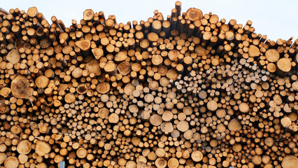 A large number of pine logs stacked neatly in a warehouse in open air territory