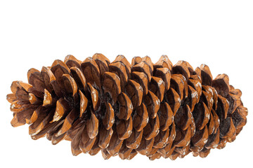 Big sequoia cone, isolated on white background