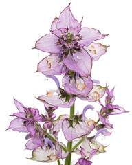 Flower clary sage, lat. Salvia sclarea, isolated on white background