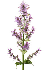 Inflorescences clary sage, lat. Salvia sclarea, isolated on white background