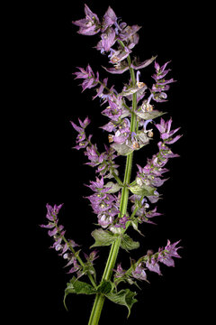 Inflorescences clary sage, lat. Salvia sclarea, isolated on black background