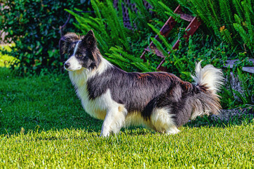 border collie dog