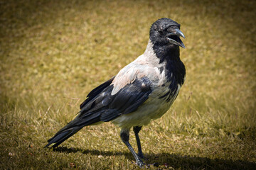 The Gray Crow (Corvus Tristis)