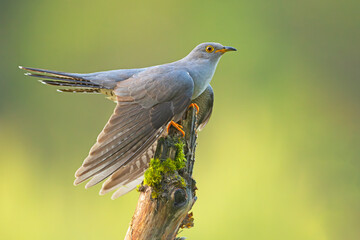 Kukułka (Cuculus canorus) © Grzegorz