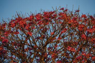 Árvore com flores vermelhas na cidade de Conceição do Mato Dentro, Estado de Minas Gerais, Brasil