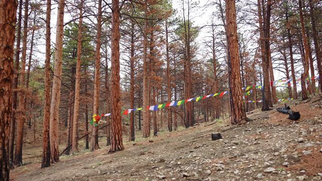 Beautiful Buddhist prayer flags into a jungle