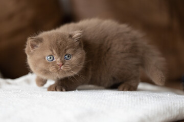 Edel Britisch Kurzhaar Katze kitten in braun cinnamon