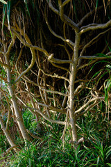 tropical garden of a jungle in Ishigaki island, Japan