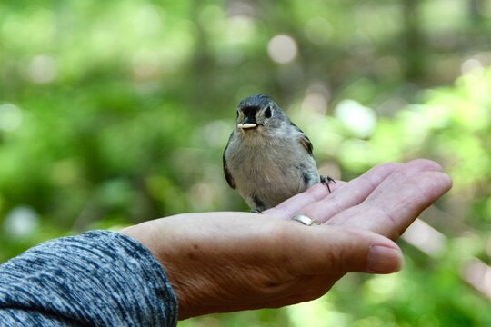 tufted titmouse wild bird in human hand eating seed