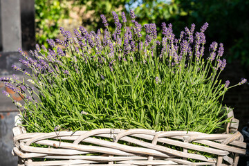 Lavender in a wicker basket close-up. Summer garden with flowers and herbs.
