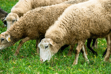 Farm brown sheep graze in pasture. Flock of sheep eating grass in meadow.