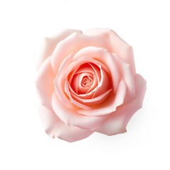 Professional photo of a beautiful pink rose
