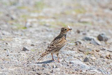 A close-up of a Skylark bird (Alauda arvensis) sitting on the ground with an insect in its beak
