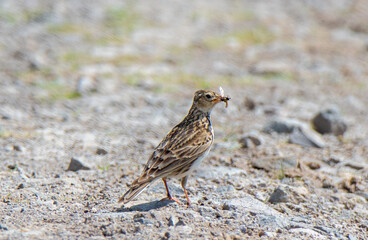 A bird Alauda arvensis sitting on the ground with an insect in its beak