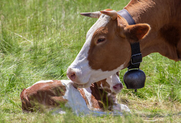 Naklejka na ściany i meble A close-up with a cow licking her calf