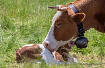 The love of a mother animal for her young. A cow licks her calf. Motherly love