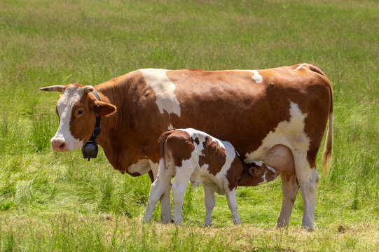 A close-up with a cow nursing her calf