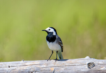 A close-up of a White Wagtail bird (Motacilla alba) sitting on a log