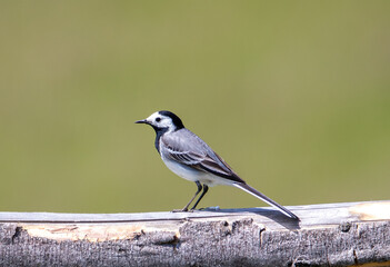A close-up of a White Wagtail bird (Motacilla alba) sitting on a log