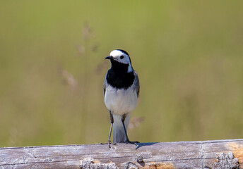 A White Wagtail bird (Motacilla alba) sitting on a log