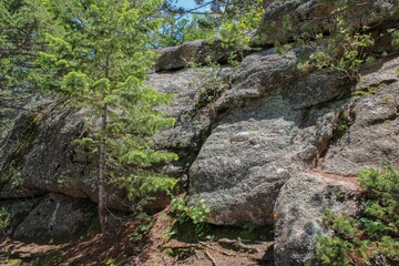 trees and boulders
