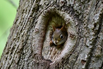 Obraz premium Red squirrel animal in tree knot hole 