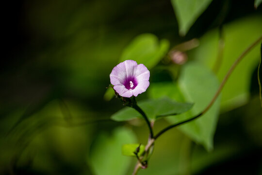 Corda-de-viola (Ipomoea triloba)