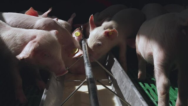Small piglets eat, piglets eat on a pig farm, a pen of small piglets, a pig farm