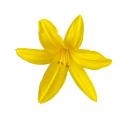Summer blooming flower of yellow Lily isolated on white background with clipping path. Hemerocallis lilioasphodelus. Flowering perennial herb. Yellow lili isolated.