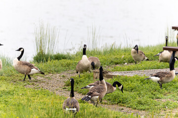 Geese in Boulder Colorado, Lagerman Reservoir, Longmont Colorado Wildlife