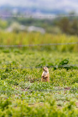 Prairie Dog on Look Out in Field in Boulder Colorado, Colorado Wildlife, Nature in Longmont Colorado