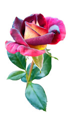 Multicolored pink with garnet and yellow being the dominant colours. The rose is accompanied by a...
