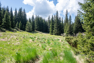 Spring view of Konyarnika area at Vitosha Mountain, Bulgaria