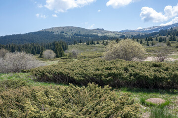 Spring view of Konyarnika area at Vitosha Mountain, Bulgaria