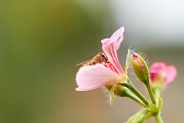 Bee, pink and flowers in nature for pollen, bug and sustainability in ecosystem with mockup space. Background, closeup and flying insect on floral plants in spring, environment and ivy garden outdoor