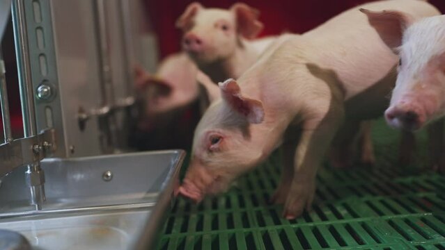 Small piglets eat, piglets eat on a pig farm, a pen of small piglets, a pig farm