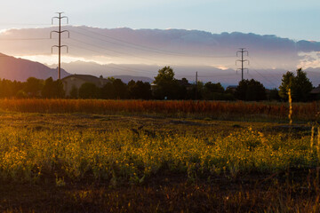 sunset in the field